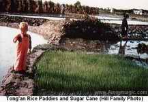 Tong'an Rice Paddies and Sugar Cane