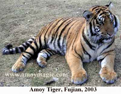 Amoy Tigers